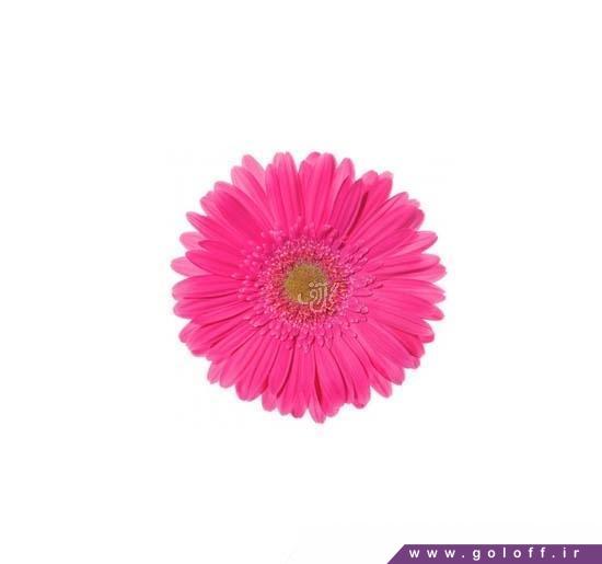 فروش آنلاین گل - گل ژربرا بانسا - Gerbera | گل آف